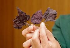 赤シソからレモンの香り、どうしたら実現？