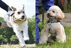 栃木県警に初の小型警察犬誕生　トイプードルは審査にスピード合格、ジャッ…