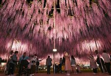 あしかがフラワーパークで大藤ライトアップ　15日から、見頃は今週末ごろ…