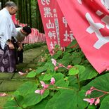 しっとりと秋告げる　宇都宮・羽黒山神社でシュウカイドウ見頃　９月中旬ご…