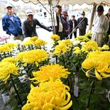 宇都宮・雀宮菊花会　丹精の110鉢を展示　15日まで