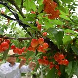 サクランボ キラリ輝く　茂木で収穫始まる