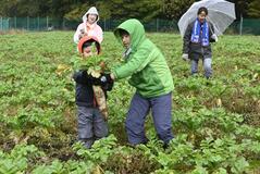 高原大根など親子で収穫