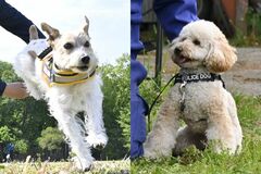 栃木県警に初の小型警察犬誕生　トイプードルは審査にスピード合格、ジャックラッセルは…
