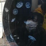海なし県でもクラゲが見られる　宇都宮動物園で13日まで　世界最大級の展示を誇る水族館が協力