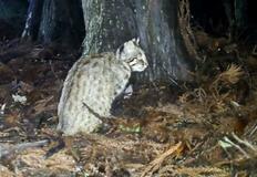 ツシマヤマネコ「回復傾向」