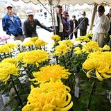 宇都宮・雀宮菊花会　丹精の110鉢を展示　15日まで