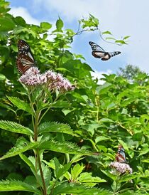 「旅するチョウ」本県にも飛来　那須