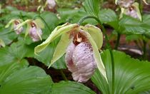 クマガイソウ見頃・佐野