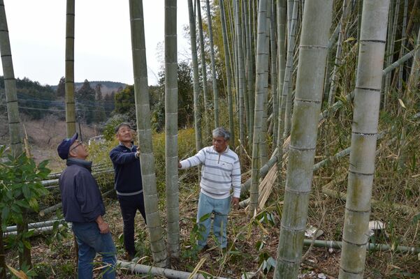 メンマの材料となるタケノコを収穫するモウソウダケの竹林