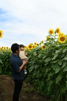 約７万本のヒマワリで造られた「ひまわり迷路」を楽しむ親子