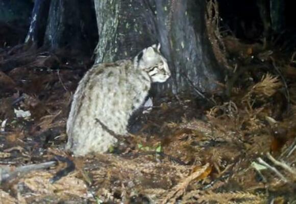 　長崎県・対馬で撮影されたツシマヤマネコ＝２０２５年６月（環境省対馬自然保護官事務所提供）
