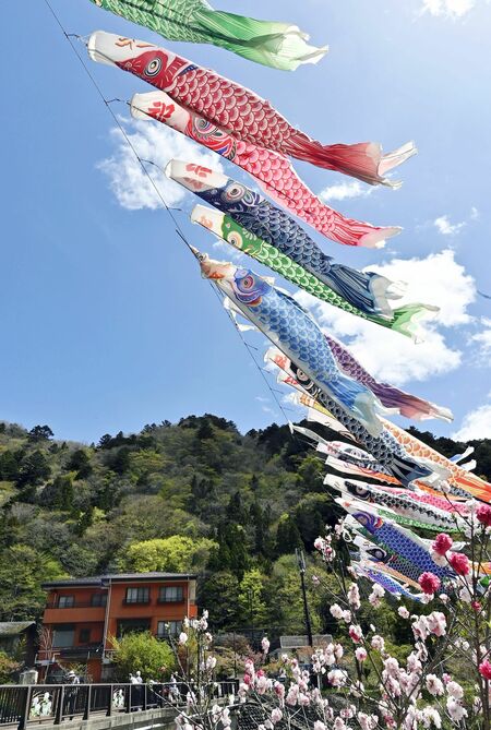 青空の下で風にたなびく色鮮やかなこいのぼり=24日午前11時、那須塩原市百村