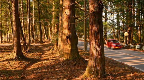 日光杉並木街道でもまれな「二重並木」　参詣や旅、往来を支える　高揚感もたらす荘厳なたたずまい
