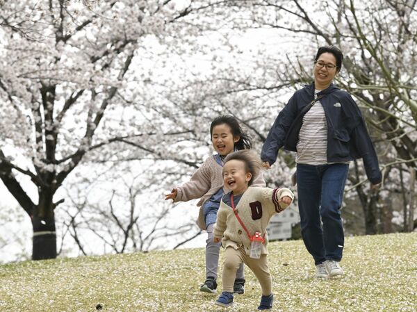栃木県内桜便り2026 足利公園（足利） 150本ほぼ満開 ちょうちんで