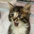 犬猫保護へアマゾン通じて物資支援募集　宮わんにゃんパーク「ほしいものリスト」活用