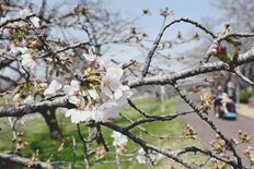 壬生で恒例の「花まつり」　約250本のソメイヨシノ　夜はライトアップも