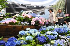 とちぎ花センターでアジサイ展　約70種が鮮やかに