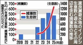 渡良瀬遊水地のイノシシ、25年度は940頭で初の減少　捕獲強化が奏功も…