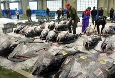 生クロマグロ初水揚げ