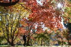 木漏れ日も秋色に　茂木の瑞光園、モミジ見頃
