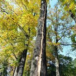 宇都宮の中央公園にあるユリノキに落雷　「木が痛そう」木の幹に裂け目、Ｓ…