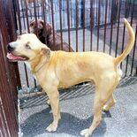 どう猛犬種の対策急務　栃木でもピットブルかみつき４人けが　茨城では飼育…