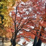「絶好の秋日和です」水辺彩る錦絵　真岡・井頭公園で紅葉最盛期