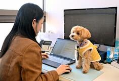 ペットは家族、会社に同伴出勤できる制度