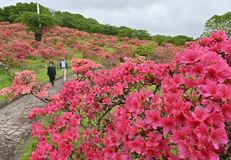矢板・長峰公園でツツジ見頃