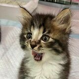 犬猫保護へアマゾン通じて物資支援募集　宮わんにゃんパーク「ほしいものリスト」活用