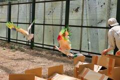 石川・中能登トキ放鳥へ訓練開始