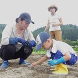 来年のみそ造り たのしみだね　冬の仕込みに向け、茂木保育園の親子が大豆の種まき