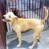 どう猛犬種の対策急務　栃木でもピットブルかみつき４人けが　茨城では飼育規制条例も