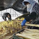 甘くてシャキシャキ　那須塩原などでウド収穫ピーク　農家80軒、生産量日本一ＪＡなすの