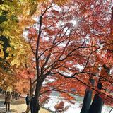 「絶好の秋日和です」水辺彩る錦絵 真岡・井頭公園で紅葉最盛期