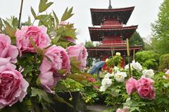 百花の王 しっとり