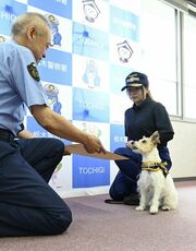 【夕刊】小型警察犬「カノン」大活躍