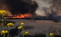 渡良瀬遊水地でヨシ焼き
