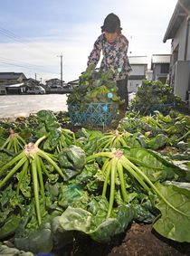 ちぢみほうれん草の収穫ピーク 下野