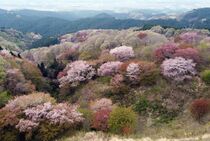 山肌染めるヤマザクラ　大田原の御亭山