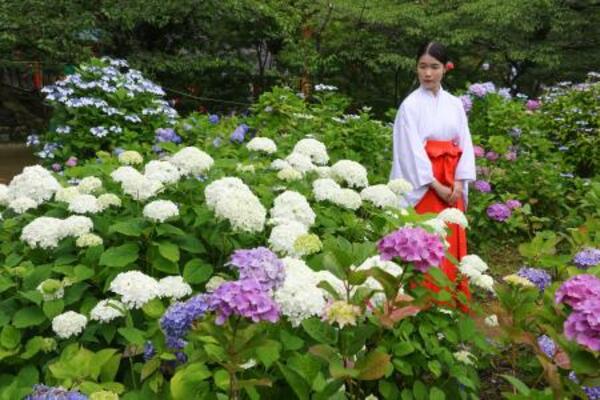 一般公開された熊野那智大社の「紫陽花園」=14日午前、和歌山県那智勝浦町