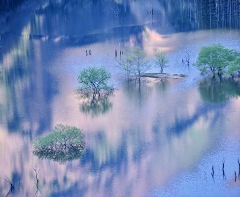 金賞に選ばれた君島さんの作品「霧たつ水没林」