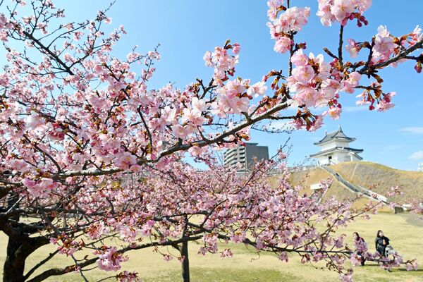 見頃を迎えたカワヅザクラ＝６日午後１時30分、宇都宮市本丸町