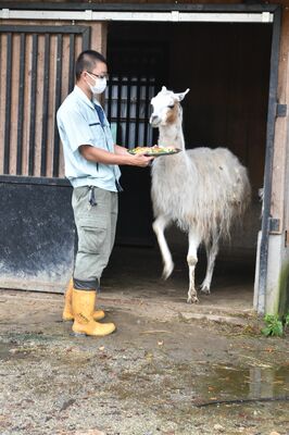 飼育員から特別の餌をもらうタケコ