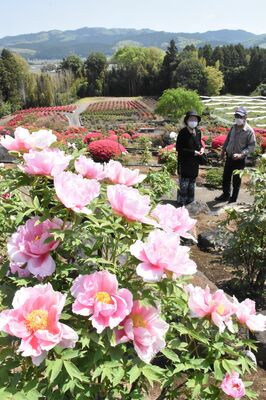 八溝山地を背景に、あでやかに咲き誇るボタン