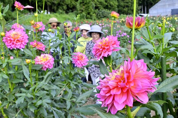 鮮やかなダリアの花に笑顔を見せる来場者＝27日午前10時15分、日光市小佐越