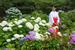 一般公開された熊野那智大社の「紫陽花園」=14日午前、和歌山県那智勝浦町