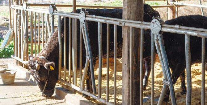 一年を通し、丁寧に飼育される雌牛