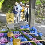 佐野・唐澤山神社でアジサイの花手水　青や紫、ゆらゆら涼しげに